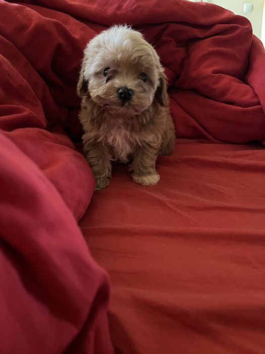 Maltipoo mini jucausi