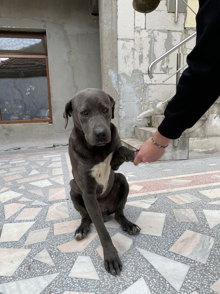 Vand cane corso