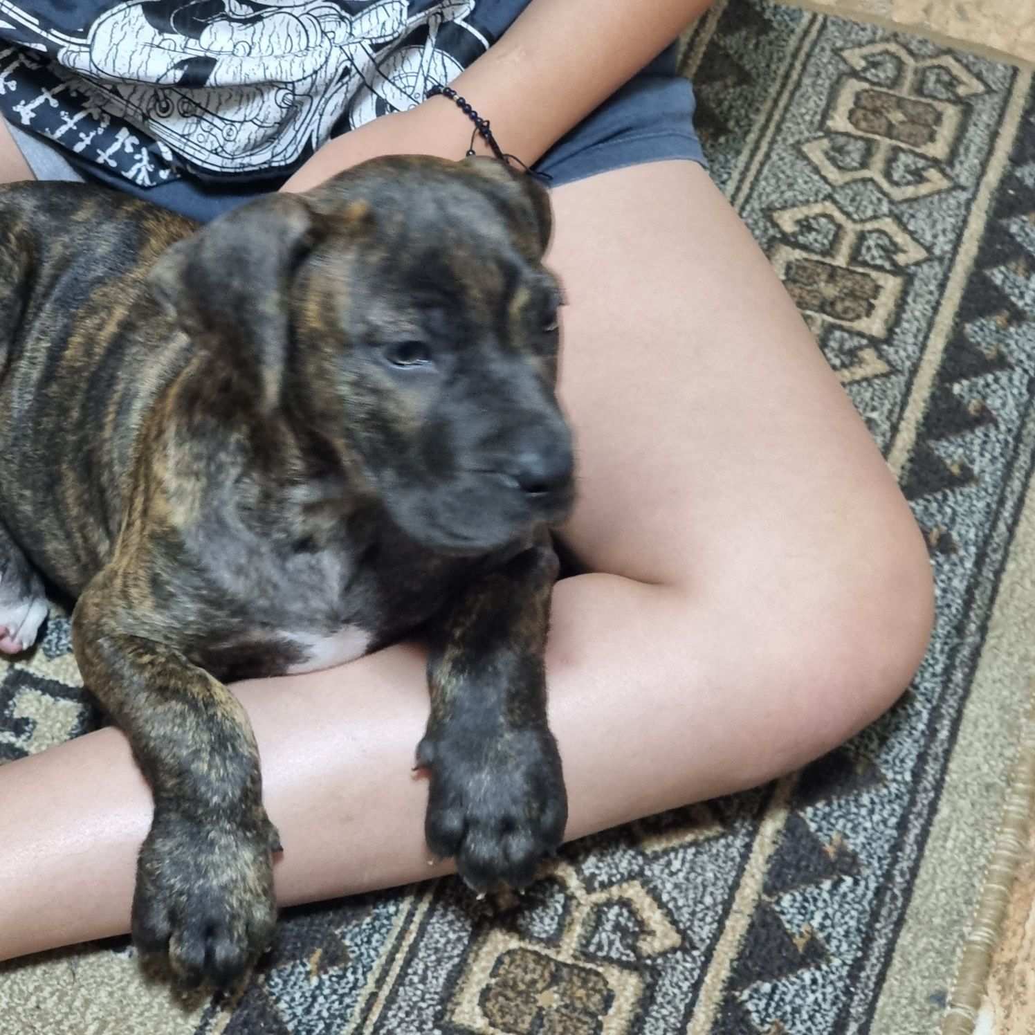 Presa canario Cautam familie iubitoare