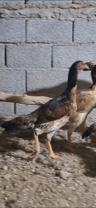 Дакан макиенлар 7-та