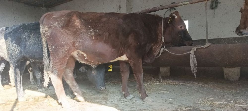 Qora mol buqalar sotiladi