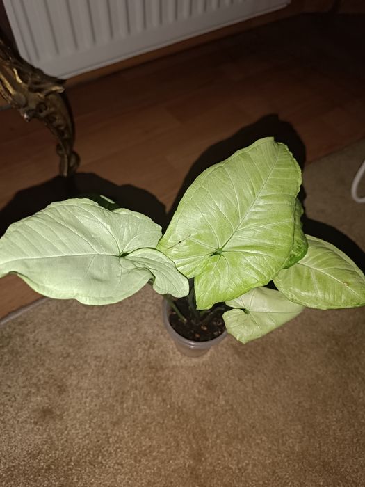 Сингониум, сциндапсус, Фил маск