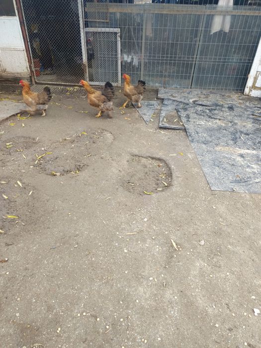 Vând schimb 4 găini de 2024