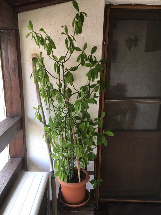 Plante naturale de interior (apartament/birou/hotel/scoala/gradinita)