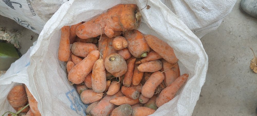 Mol sabzi toza qoplangan