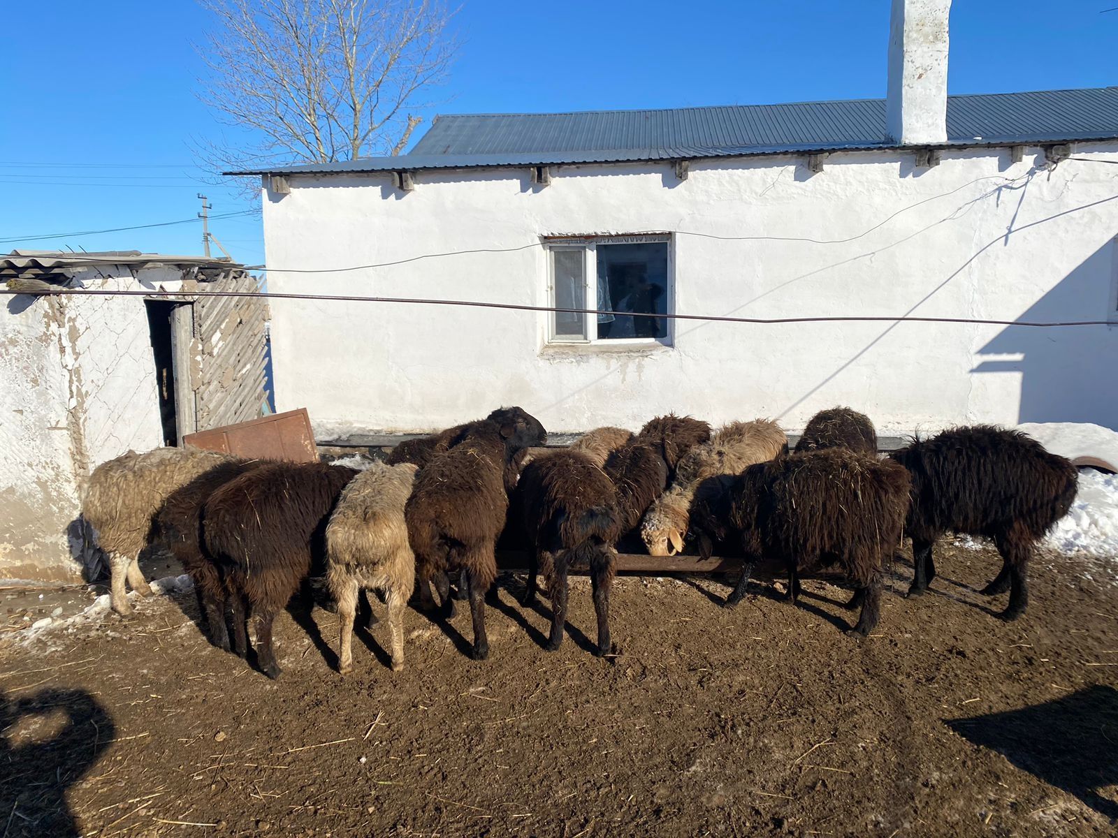 Семіз Кошкарлар сатылады хабарласыныздар жеткізіп беру тегің...