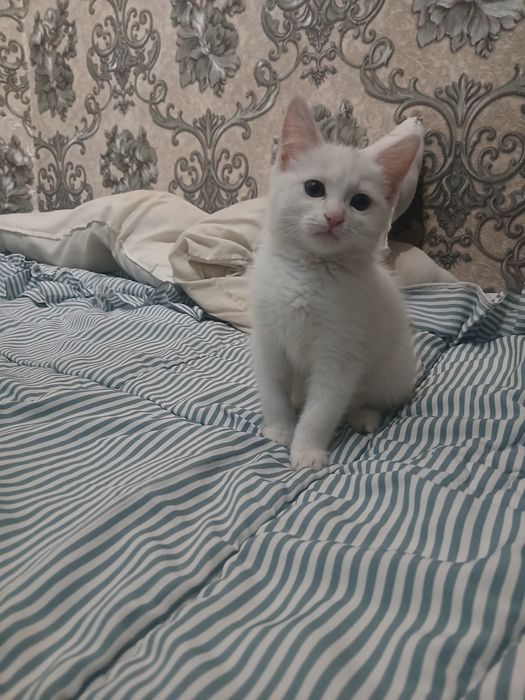 Продаётся котёнок мейн-кун с турецкой ангорой