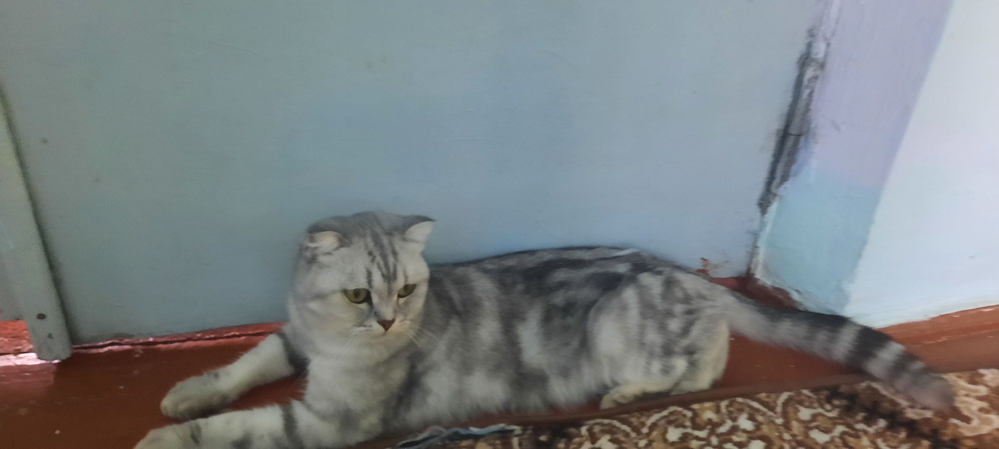 Mushuk sotiladi zoti shinshila