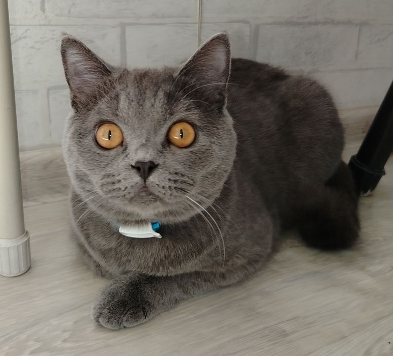 Продам котика британец