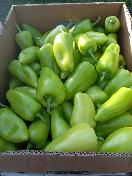 Чушки български черна капия и зелени и