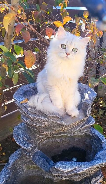 British longhair baiat iubitor cu pedigree