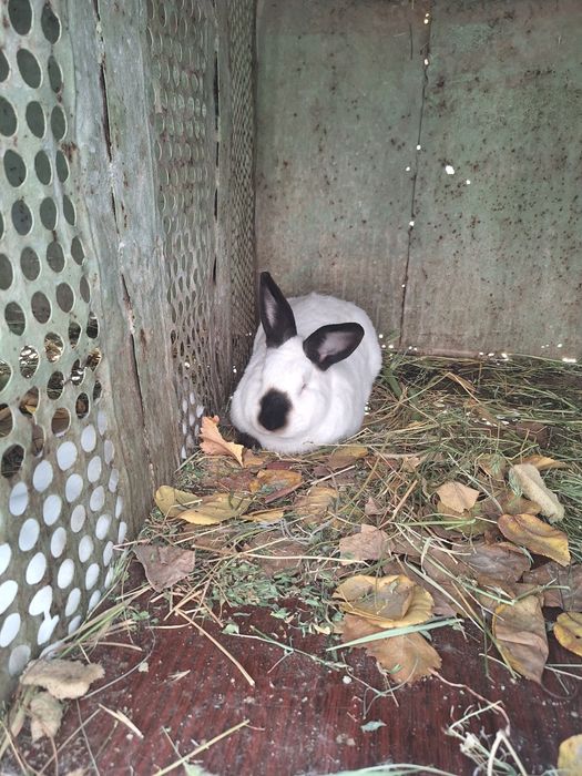 Калиф Срочна оптом сотилади оилавий