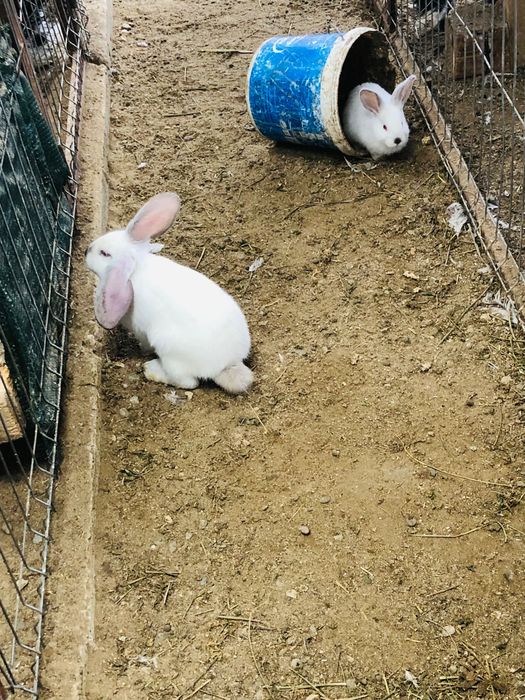 Iepurași de vânzare