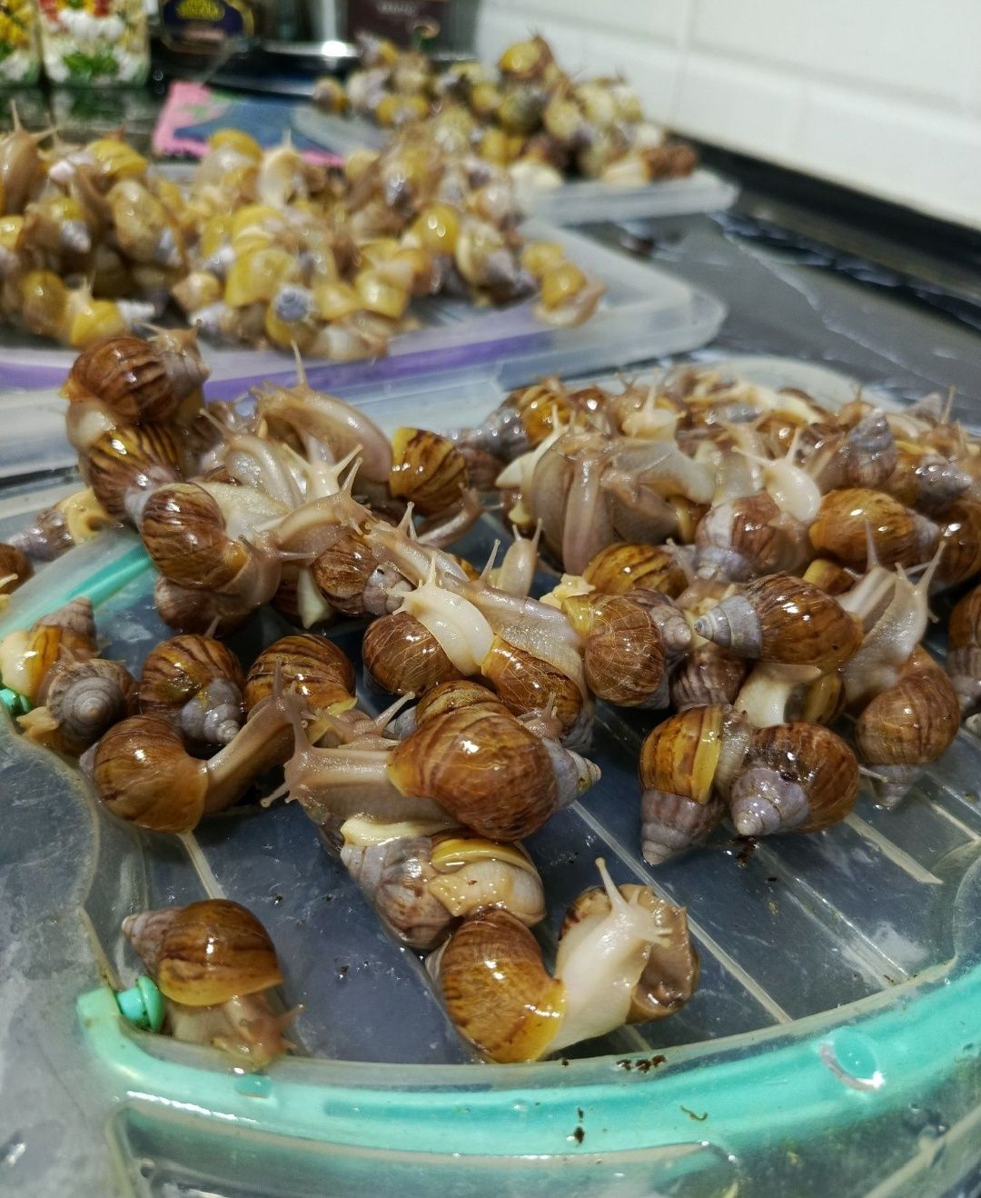 5 mingdan sotaman kichkina lari ham bor arzonga berib yuboraman