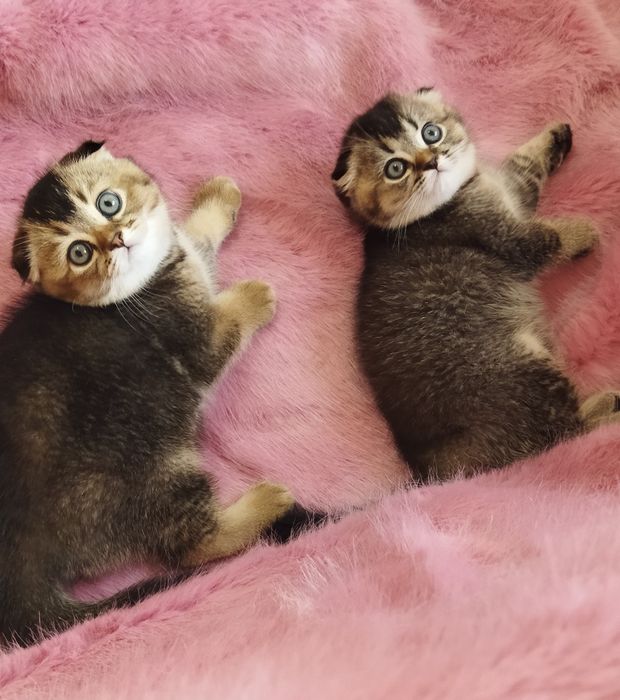 Шиншилла Вислоухийе Шотландские котята .