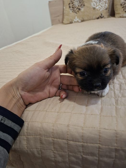 Две момичета пекинез 100 лв