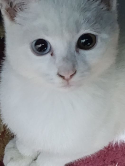 Turkish angora mushukcha
