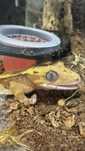 Crested gecko cu terariu bioactiv handmade