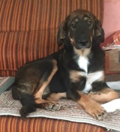 Metisi labrador pui, gratuit