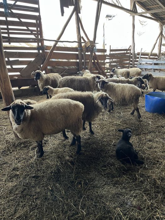 Oi de vanzare din rasa sulfok, toate,in lot, sau pe ales,la400€-200€