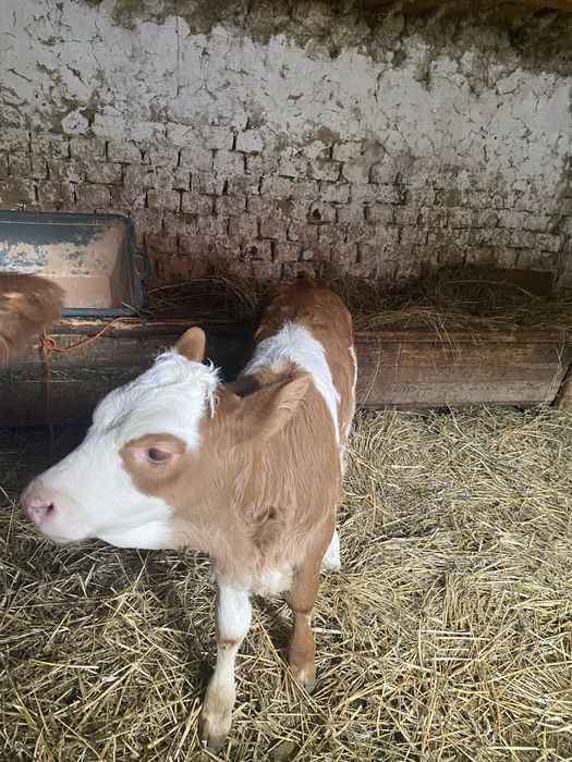 vand 2 vitele frumoase