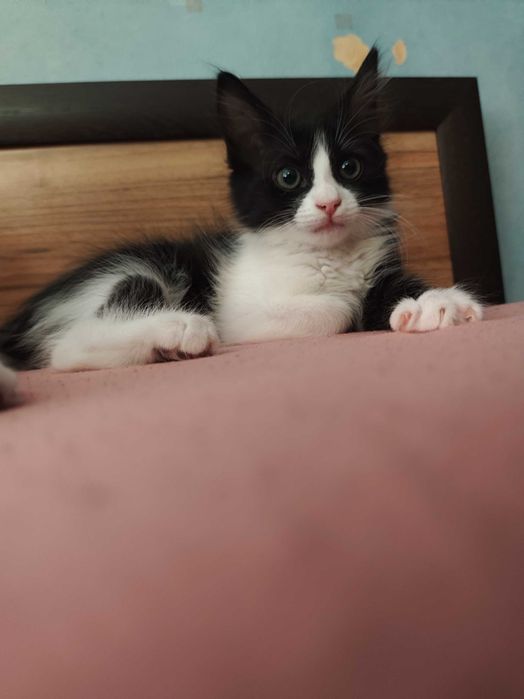 Подарявам котенца!