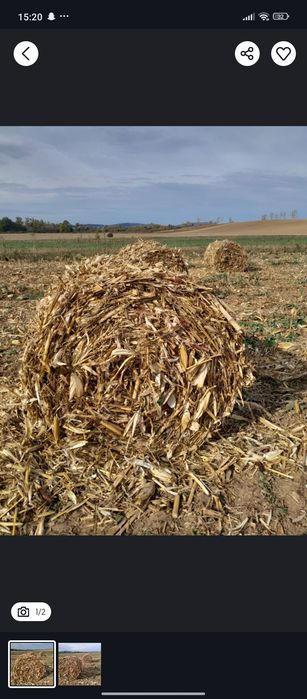 Vând baloți de cocatira tlei