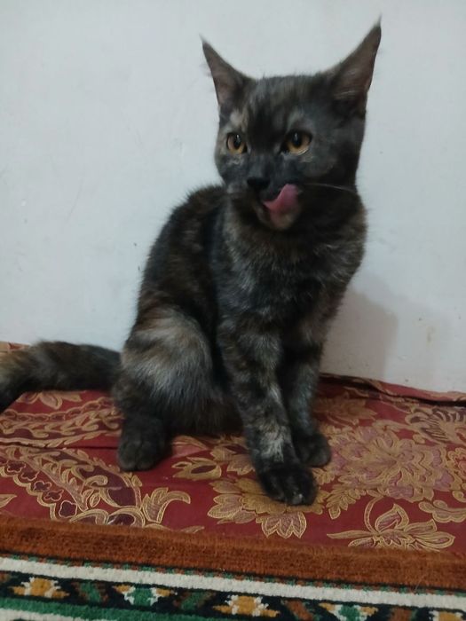 TEKINGA 6 OYLI qiz bola