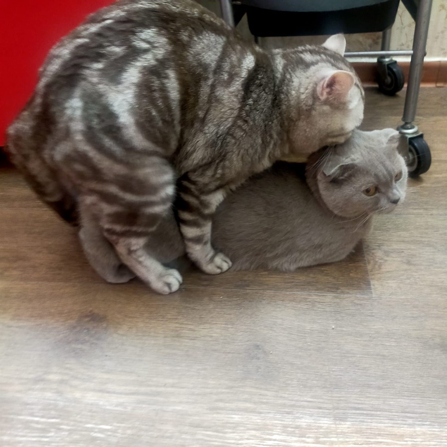 Вязка опытного и шикарного кота