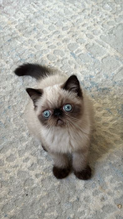 Екзотична късокосместа колорпойнт