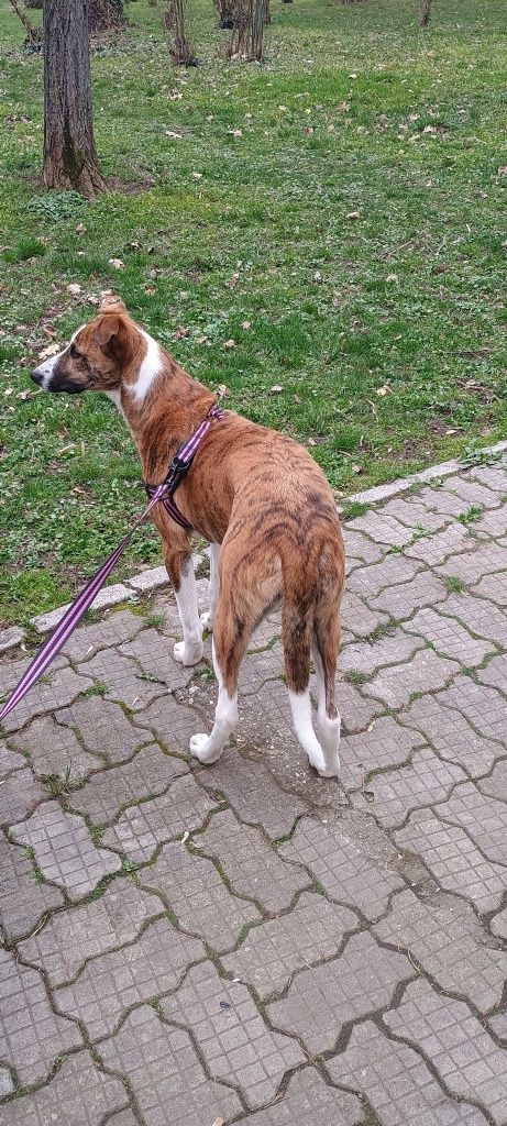 Adopții- animal de companie