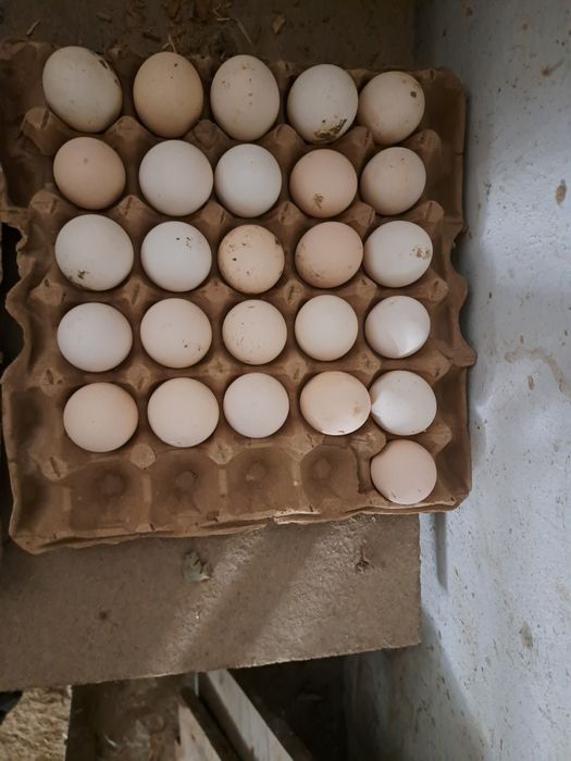 Gigant Qora Shaxzoda tuxumi sotilodi