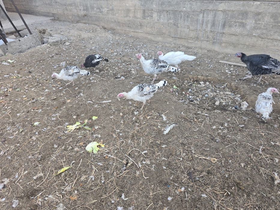 10 Индюк сатылады арзан багада