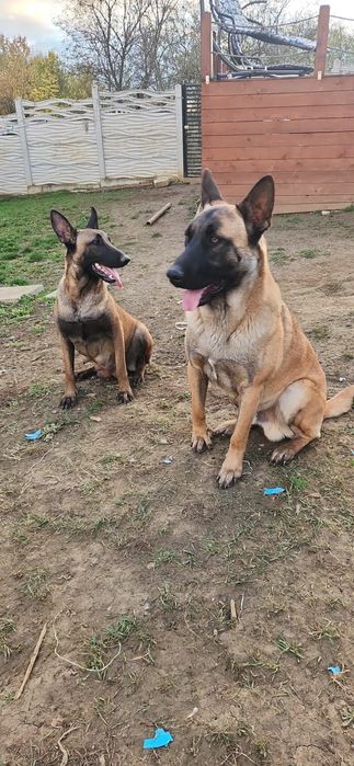 Belgian Malinois