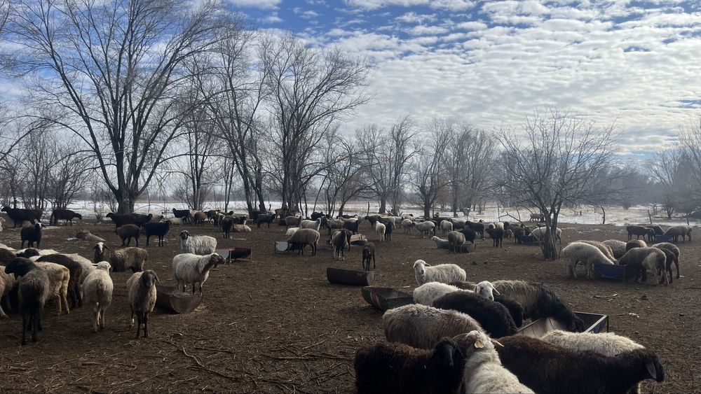 Овцы 187 голов