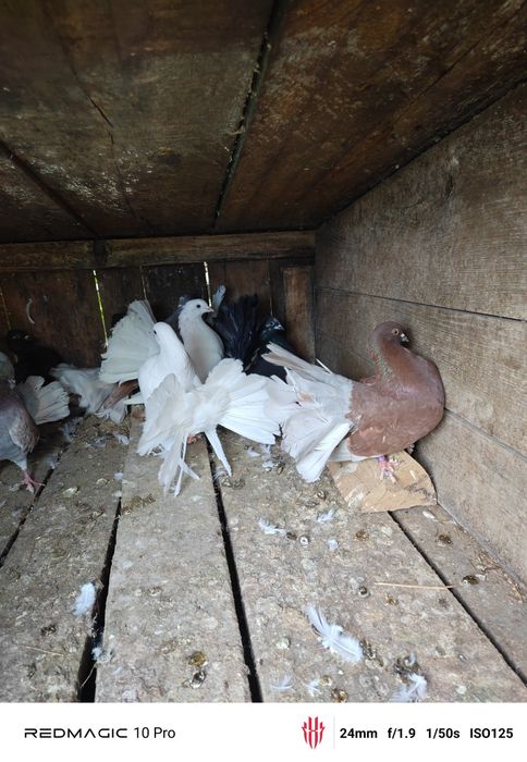 Vand Porumbei voltați