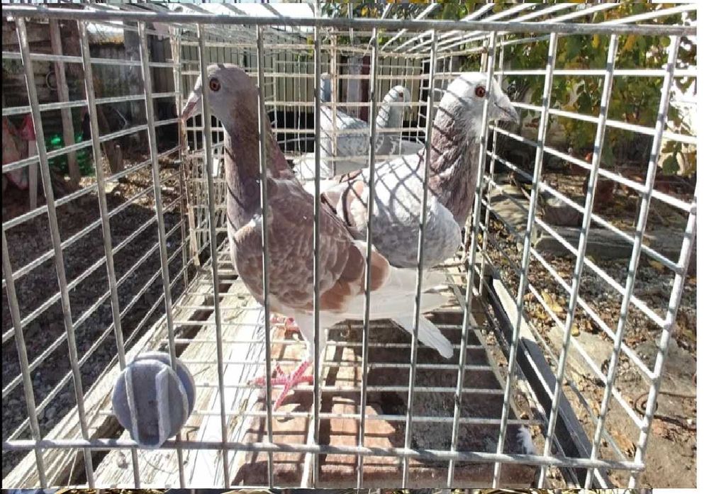 Vand porumbei voiajori tineri