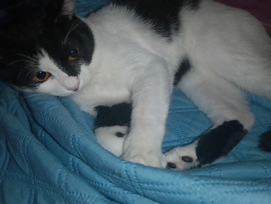 Pisicuță de vânzare!