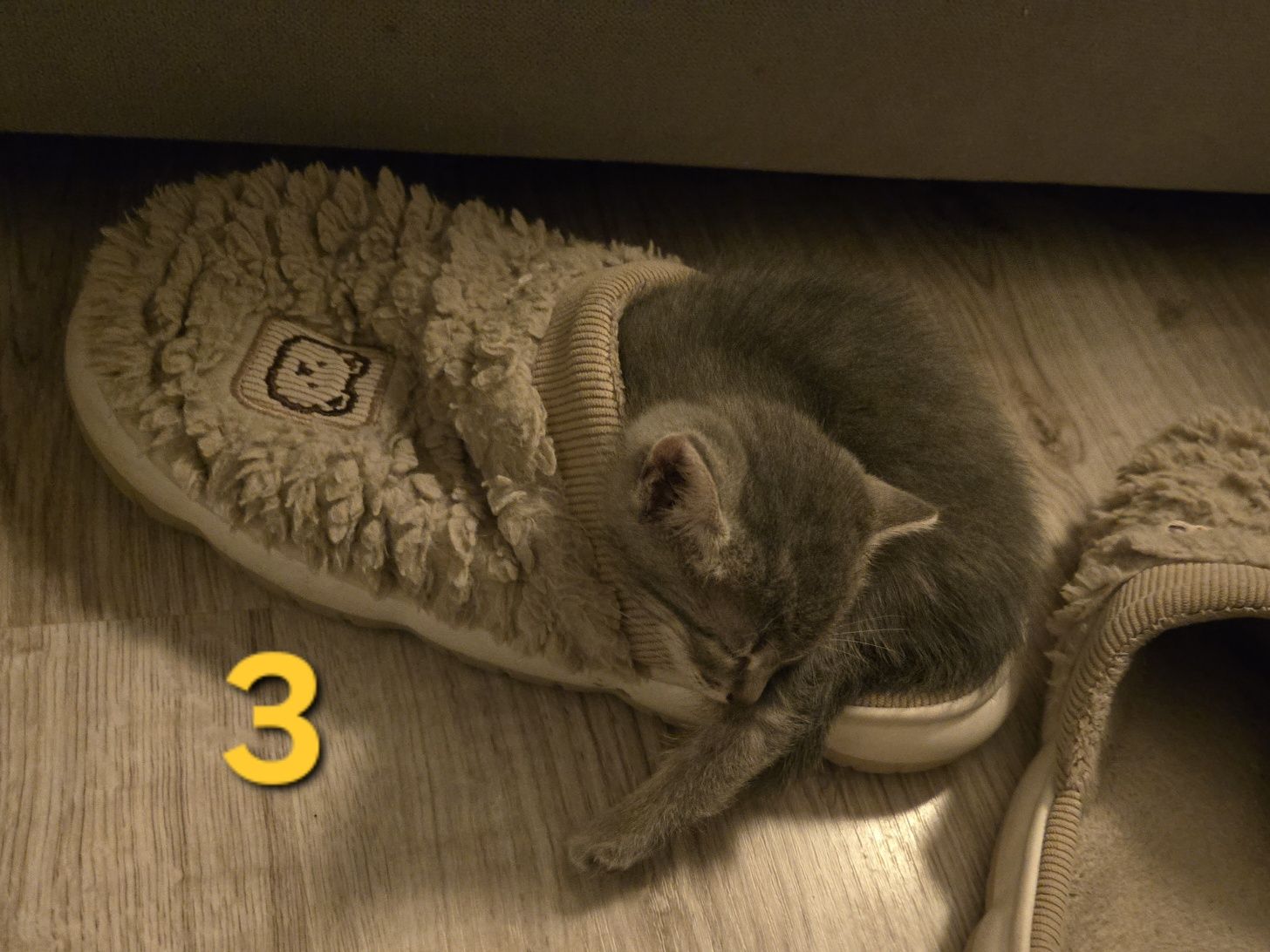5 pui de pisica pentru adopție