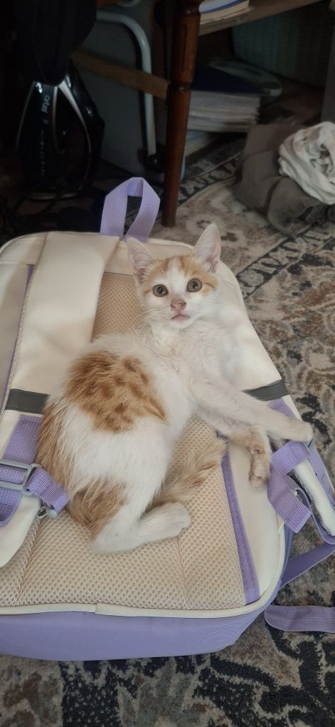 Котенок в хорошие руки