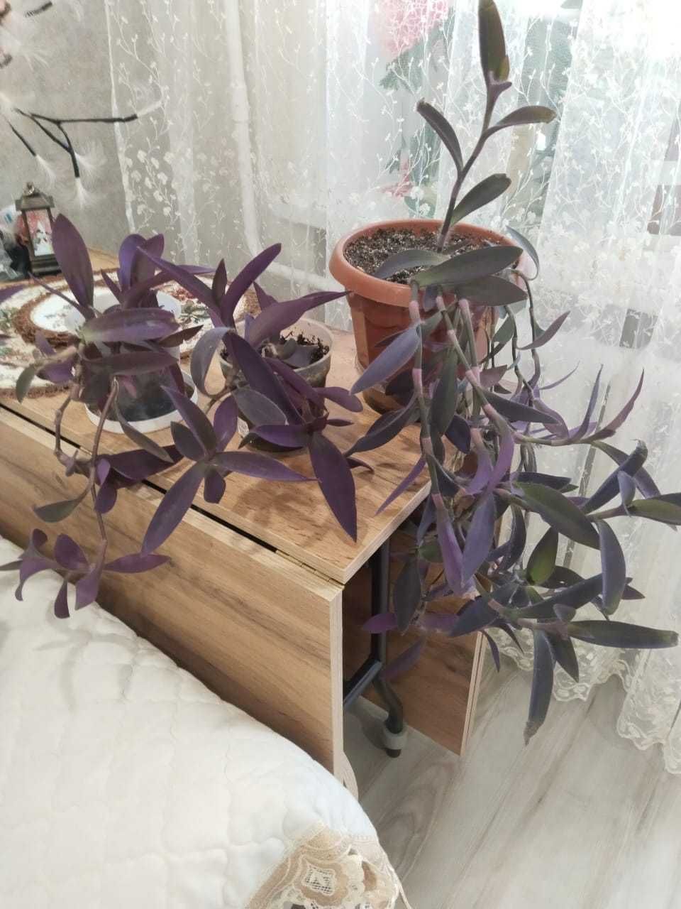 Продам комнатные цветы