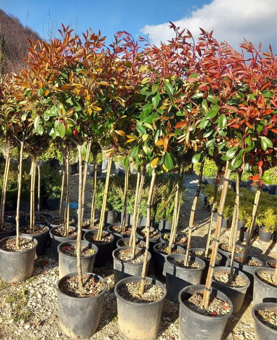 Plange ornamentale de diferite varietatii