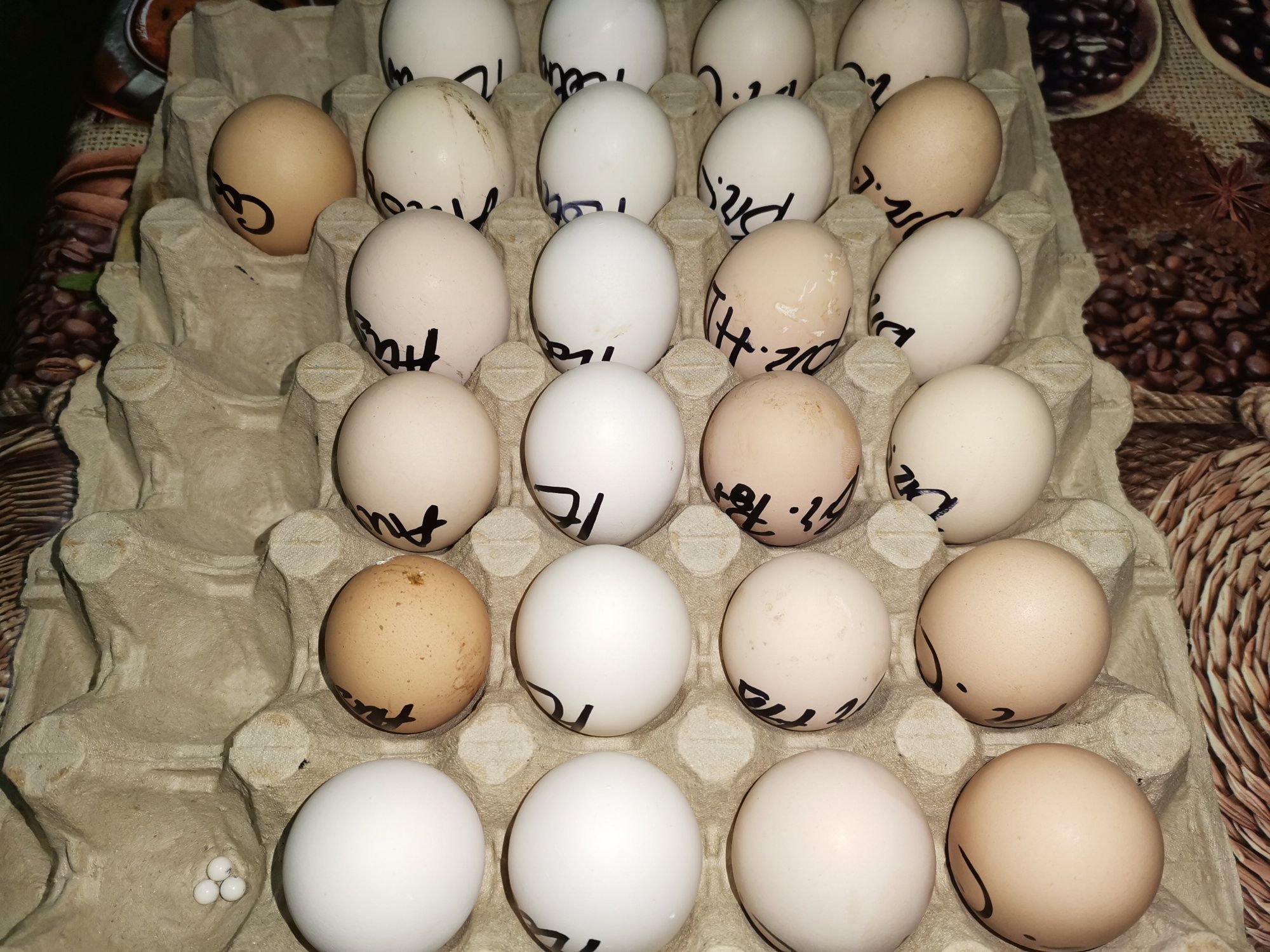 Oua pentru incubat brahma potârnichie și HD