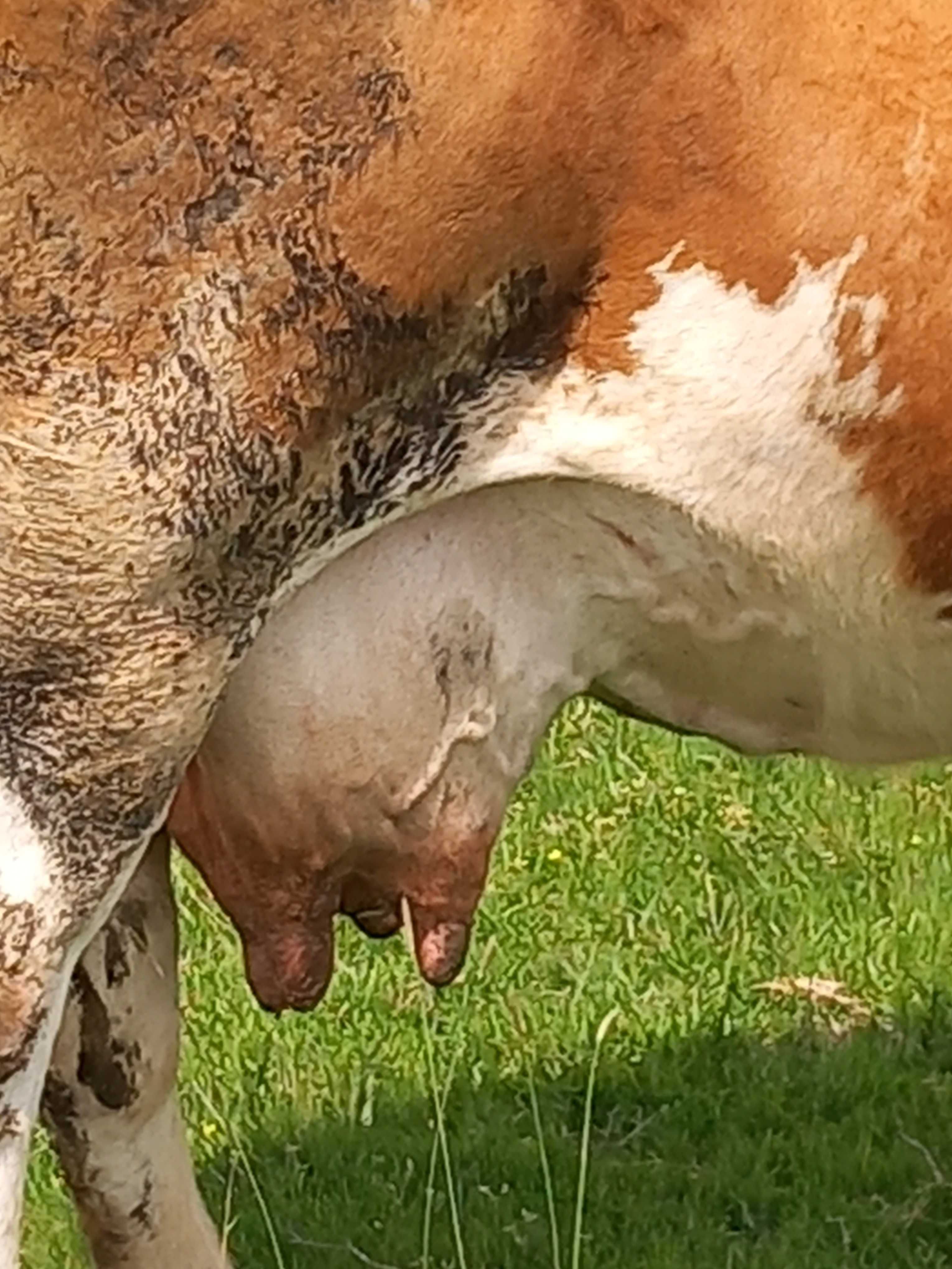 Vaca gestantă bună de lapte