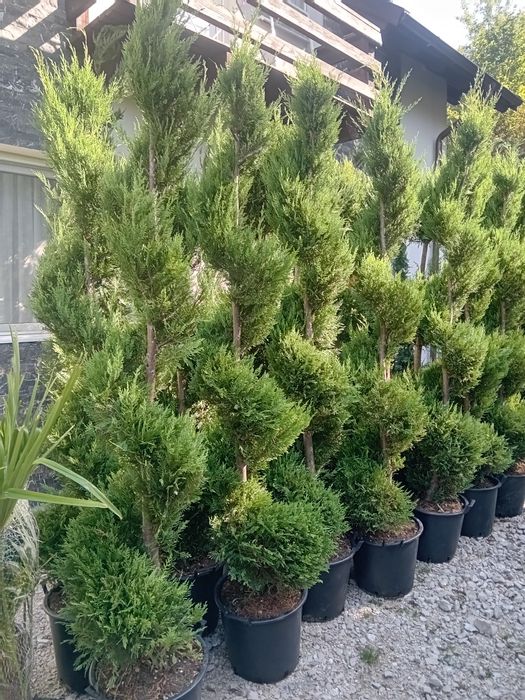 Plante ornamentale decorative