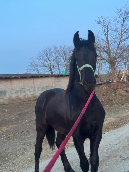 Manz armasar frizian