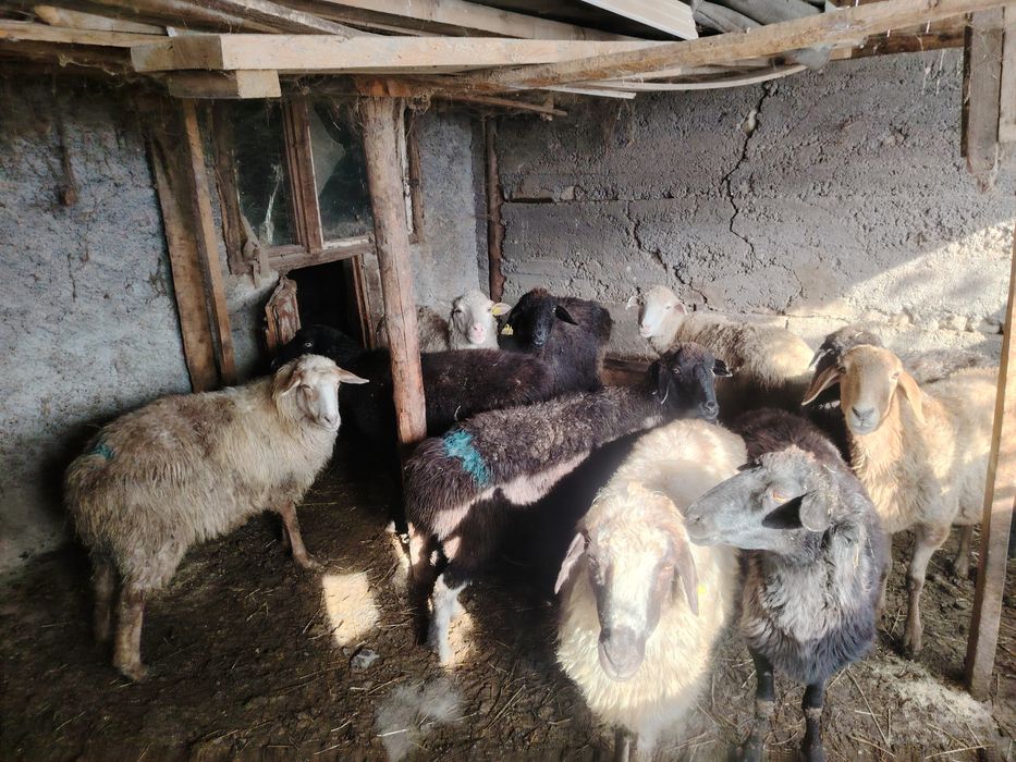 барашки на окoрме