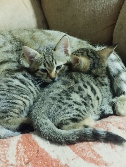 Отдам котят в даром хороший людям заботливым хорошо кушает и пьет