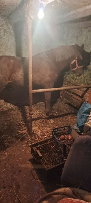 Vând cal castrat si mânz de 1 an