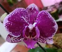 Продам сортовую орхидею 530 от NCK.